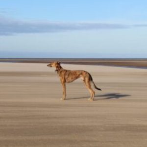 lurcher